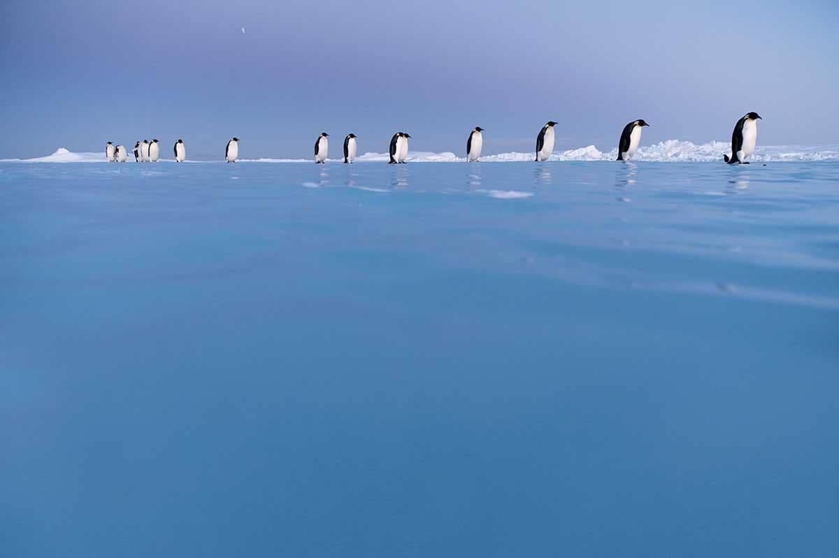 Exposición Antarctica Experience