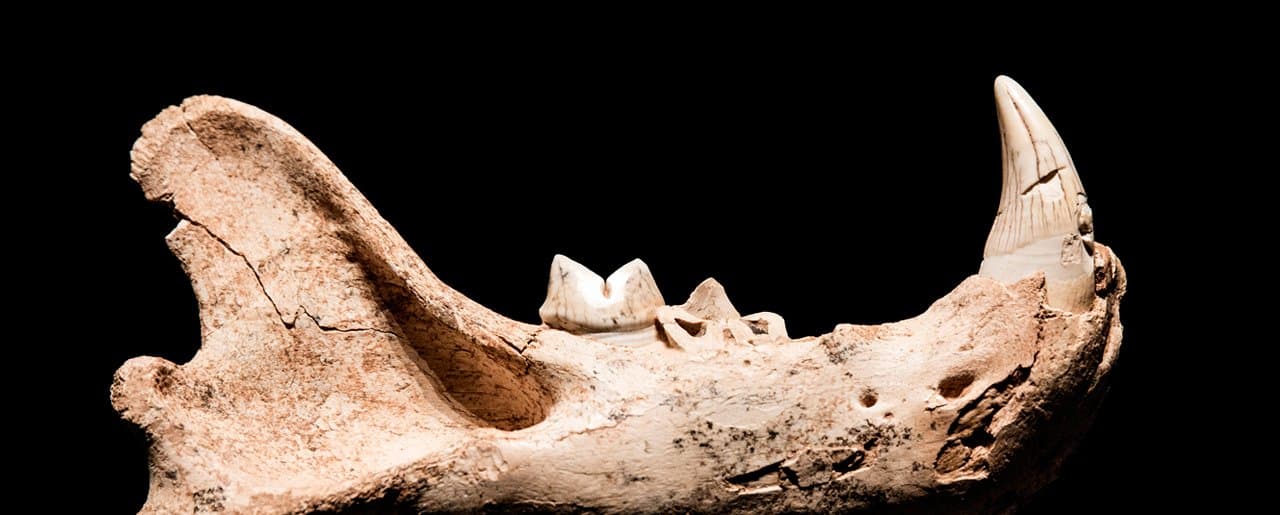 Museo de la Evolución Humana (MEH)
