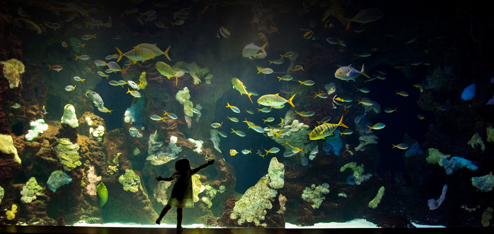 Aquariums San Sebastián