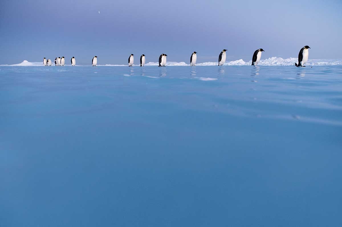 Exposición Antarctica Experience