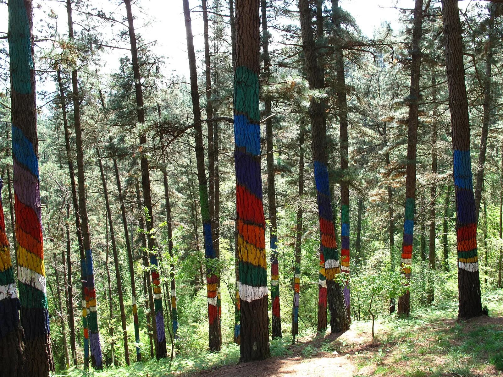 Bosque Pintado de Oma