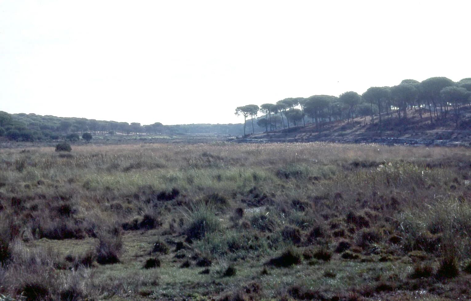 Paraje Natural Lagunas de Palos y Las Madres